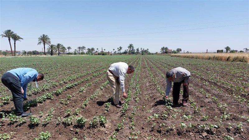 زراعة أسيوط تتفقد