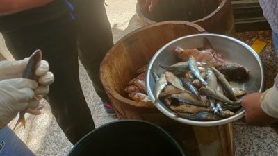 مديرية التموين بالغربية تكثف حملاتها الرقابية وتضبط كميات فاسدة من الرنجة