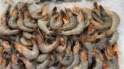 أسعار السمك اليوم، انخفاض جديد في البوري والبلطي يواصل الارتفاع