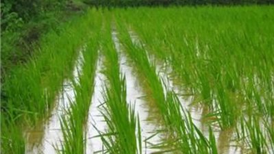 سعر الأرز اليوم الأربعاء في الأسواق