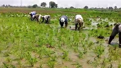 سعر كيلو الأرز اليوم الثلاثاء 22 أبريل 2025 في الأسواق