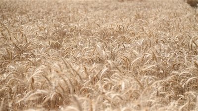 انطلاق موسم استقبال القمح بأكبر صوامع قنا (فيديو)