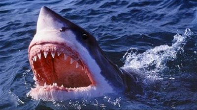 بعد الوشق المصري، أسماك القرش تهاجم الإسرائيليين على الشواطئ والنشطاء: قرش حمساوي (فيديو)