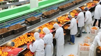  التصديرى للحاصلات الزراعية ينظم اليوم برنامجا عن إدارة التتبع بمحاصيل الخضر والفواكه