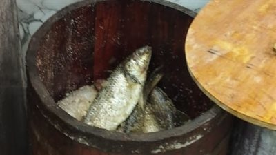 تموين المنتزة بالإسكندرية يشن حملات تفتيشية على أسواق الأسماك المملحة