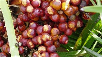 فوائد الدوم، يحمي من السرطان والقلب ويخفض ضغط الدم 