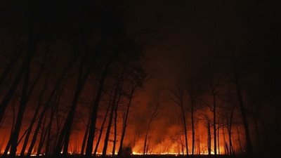 حرائق غابات ضخمة في نيوجيرسي الأمريكية والنيران تقترب من محطة نووية (فيديو)