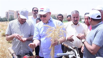 بدء موسم حصاد تقاوي القمح بمزرعة جامعة سوهاج