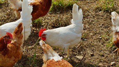 انخفاض ملحوظ في أسعار الفراخ اليوم الأربعاء 23 أبريل 2025