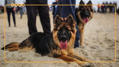 قانون جديد للسيطرة على الحيوانات الخطرة والكلاب في مصر (إنفوجراف) 