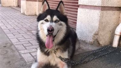 كلب مسعور يعقر طفلين في قنا