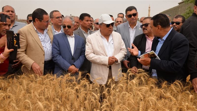 توريد القمح في محافظات