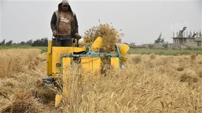 موسم حصاد القمح، الذهب الأصفر يزين حقول بورسعيد وسط فرحة المزارعين (صور)