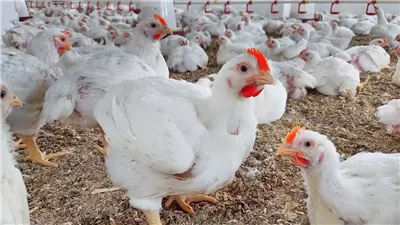 أسعار الفراخ تواصل الانخفاض اليوم الخميس 25 أبريل 2025