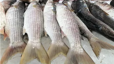 أسعار السمك اليوم ، البوري والبلطي يخالفان التوقعات
