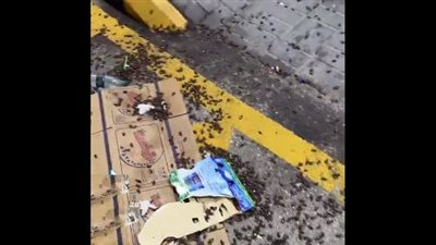 انتشار حشرة بأعداد كبيرة في شوارع السعودية يثير الفزع، والنشطاء: شكلها مرعب (فيديو)
