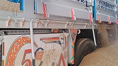 أقدم عمال صوامع الترامسة يوضح كيفية استقبال القمح بقنا (فيديو)