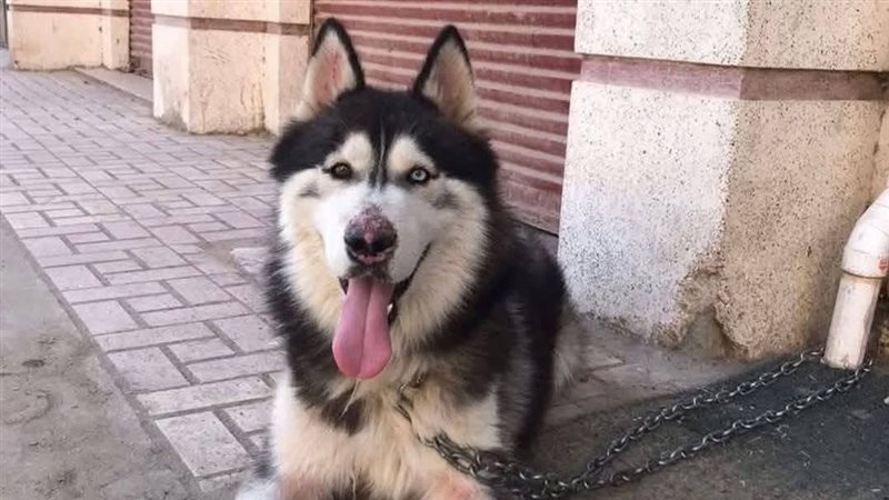 إخلاء سبيل مدير الطب