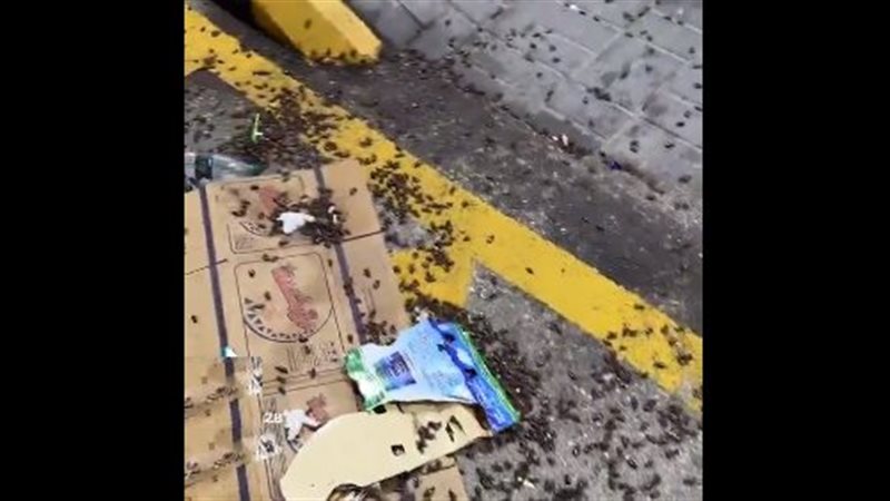 انتشار حشرة في شوارع
