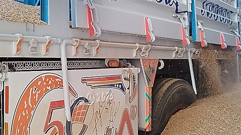 قمح قنا،فيتو