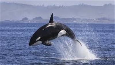 تفسير رؤية الحوت في المنام وعلاقتها بزوال المشكلات والهموم