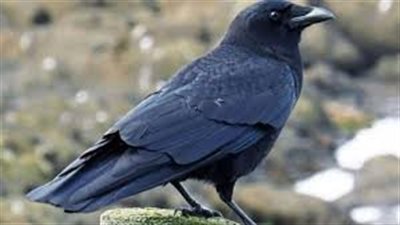  تفسير حلم الغراب في المنام وعلاقته بمتاعب وسماع أخبار سيئة 