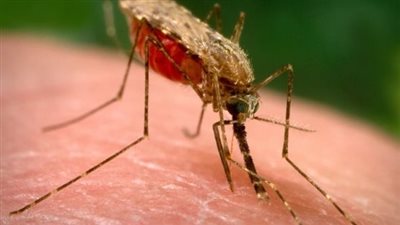 الصحة العالمية: كل دولار يستثمر في مكافحة الملاريا يحقق عائدا 31 دولارا