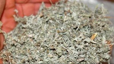 فوائد الشيح، يطرد الديدان ويساعد على النوم الهادئ 