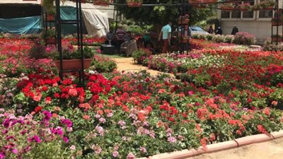 أسباب الإقبال الكثيف على معرض زهور الربيع بالدقي.. أبرزها اهتمام الدولة وتنظيم «الفاو».. وهذه أشهر النباتات المشاركة (فيديو)