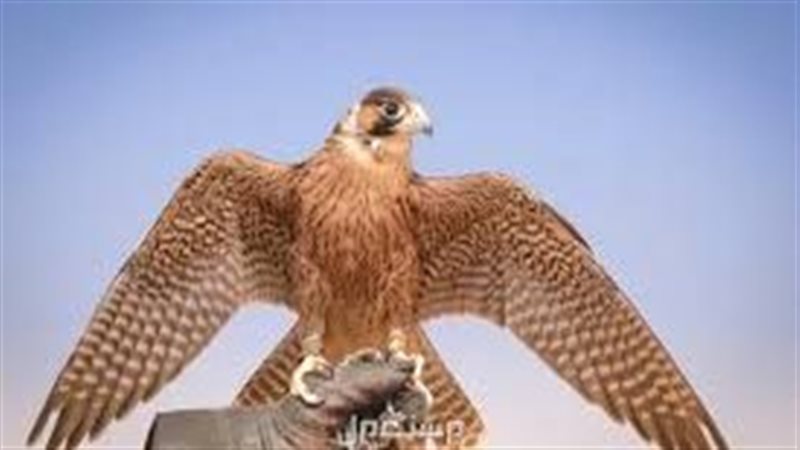 تفسير رؤية الصقر