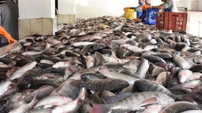 القومي للكبد يكشف فائدة تناول السمك مرتين أسبوعيا