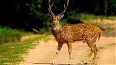 تفسير حلم الغزالة في المنام وعلاقته بتخطي الأزمات والرزق الواسع 