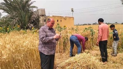 بالطبل والمزمار، استقبال حافل لوزير الزراعة خلال افتتاح موسم حصاد القمح بالشرقية (فيديو وصور)