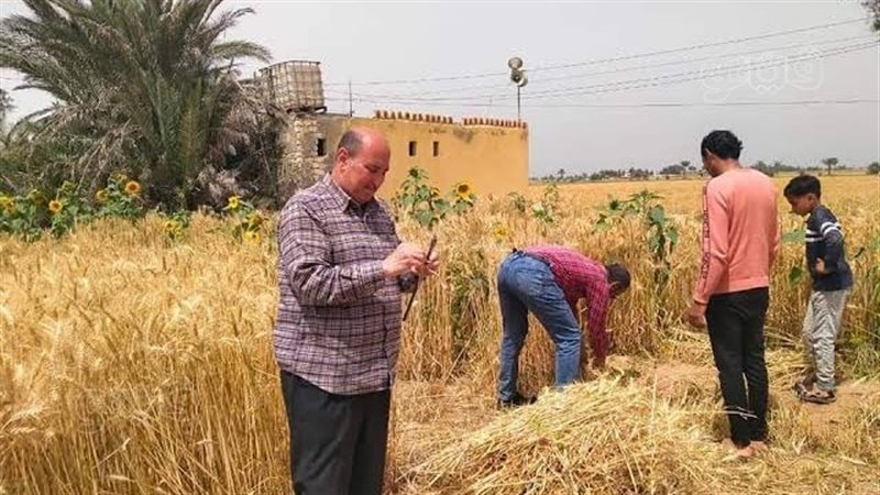 افتتاح موسم حصاد
