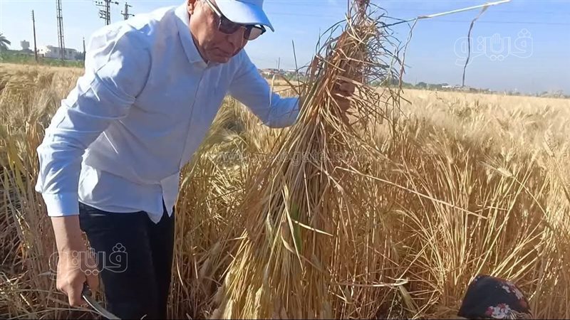  حصاد القمح في المنيا،