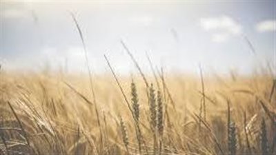  تفسير رؤية القمح في المنام وعلاقتها بقدوم الخير والحظ الوفير