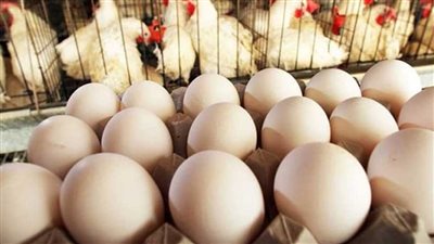 أسعار البيض اليوم الأحد 27 أبريل 2025