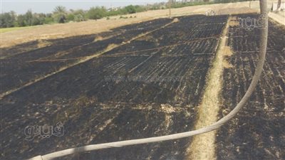 السيطرة على حريق في مزرعة قمح بالمنيا نتيجة اشتعال محول كهربائي