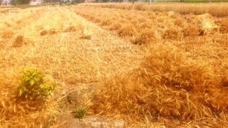 حصاد القمح، فيتو