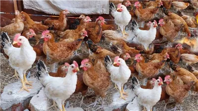  أسعار الفراخ اليوم الأربعاء 30 أبريل 2025