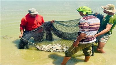من المزرعة إلى مائدة المستهلك، جولة داخل مفرخ العباسة بالشرقية للاستزراع السمكي (فيديو وصور) 