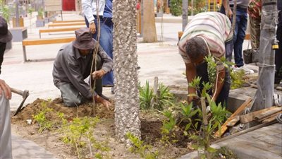 استكمال أعمال التشجير في دمياط ضمن المبادرة الرئاسية 100 مليون شجرة