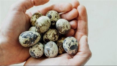 فوائد بيض السمان، يساعد على التركيز ويقوى العظام