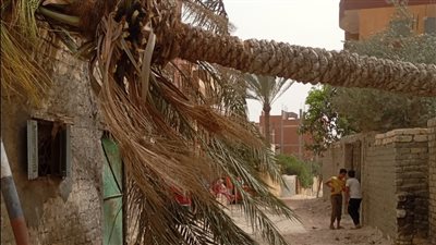 سقوط أعمدة إنارة وأشجار وحرائق حصيلة العاصفة الترابية بالإسماعيلية (صور) 