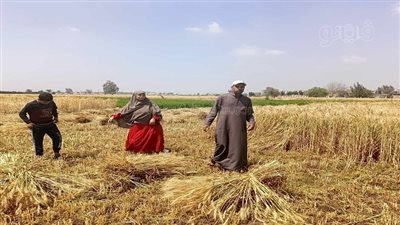 مزارعو القمح بالشرقية يشتكون من نقص المياه، ووزير الزراعة يتدخل لحل المشكلة (فيديو وصور) 