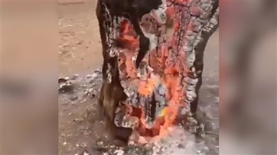 ظاهرة احتراق أشجار إسرائيل من داخلها تثير الفزع، والنشطاء: معجزة وغضب من الله (فيديو) 