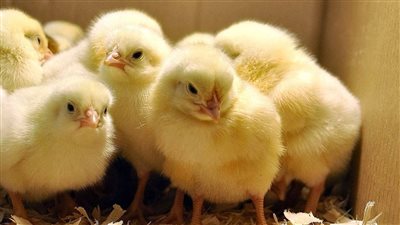 أسعار الكتاكيت والبط اليوم الخميس 1 مايو 2025