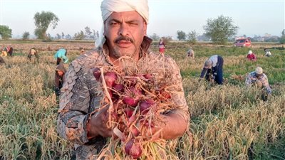 انطلاق موسم حصاد 41 ألف فدان بصل بالدقهلية (صور)