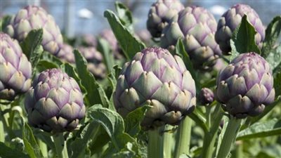 فوائد الخرشوف، يحمي من السرطان ويخفض الكوليسترول 