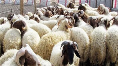  أسعار الأضاحي مع قرب الموسم.. شيخ الجزارين يتوقع انخفاض الإقبال على الشراء لهذه الأسباب.. ومبيعات العجول والأبقار تشهد تراجعا للعيد الرابع على التوالي